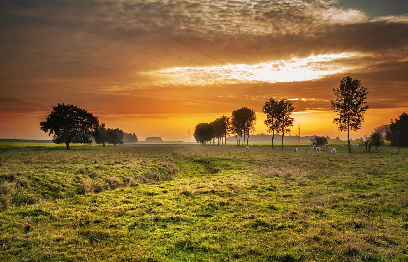 Portretul Elenei Ionescu